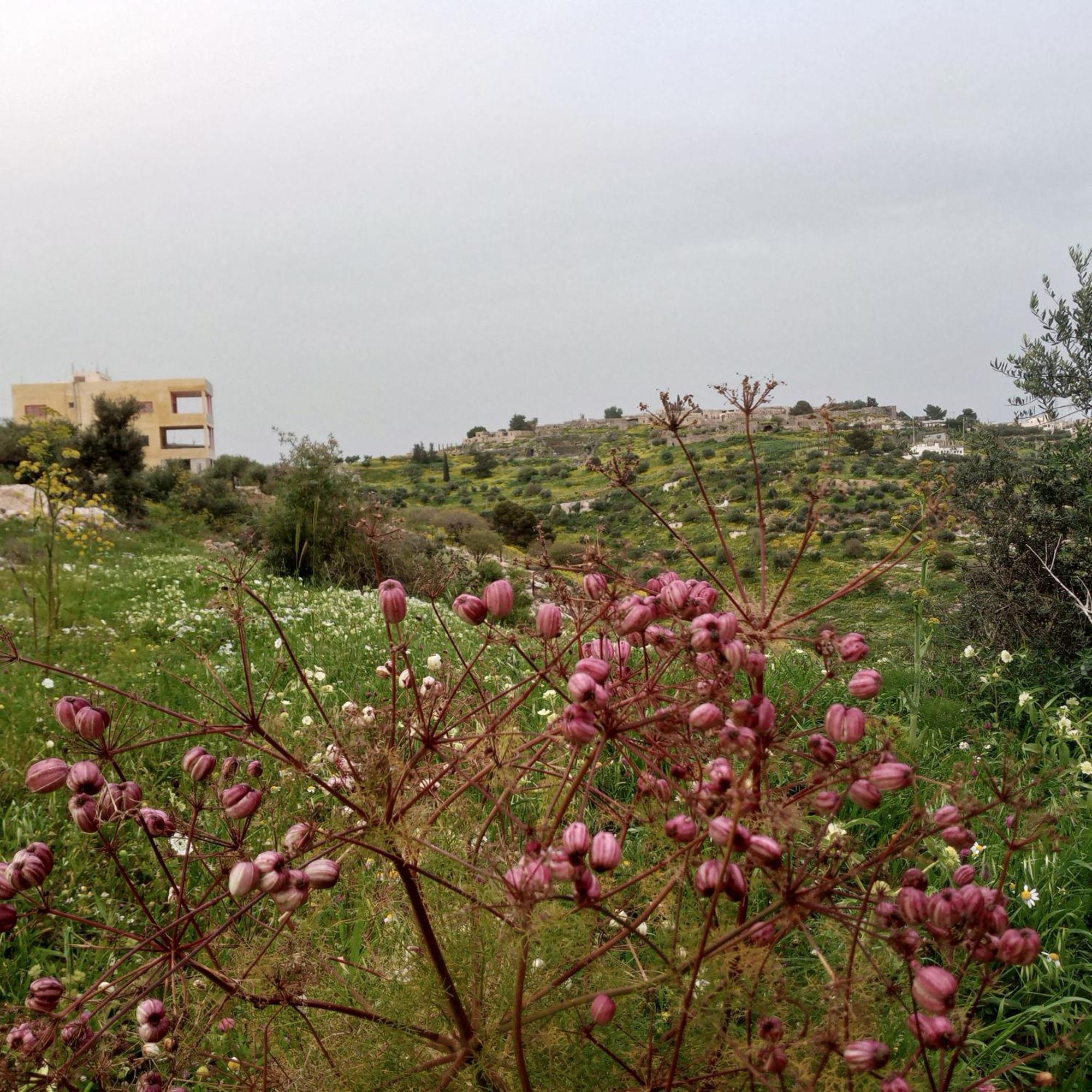 Al-Bustan House& Umm Qais Apartment Umm Qays Ngoại thất bức ảnh
